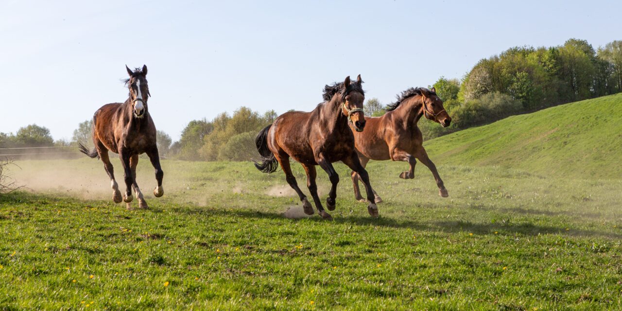 Wie bewegt sich das Pferd? Biomechanik der Grundgangarten