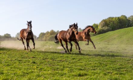 Wie bewegt sich das Pferd? Biomechanik der Grundgangarten