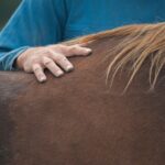 Das Tragesystem des Pferdes – Warum der Pferderücken Training braucht