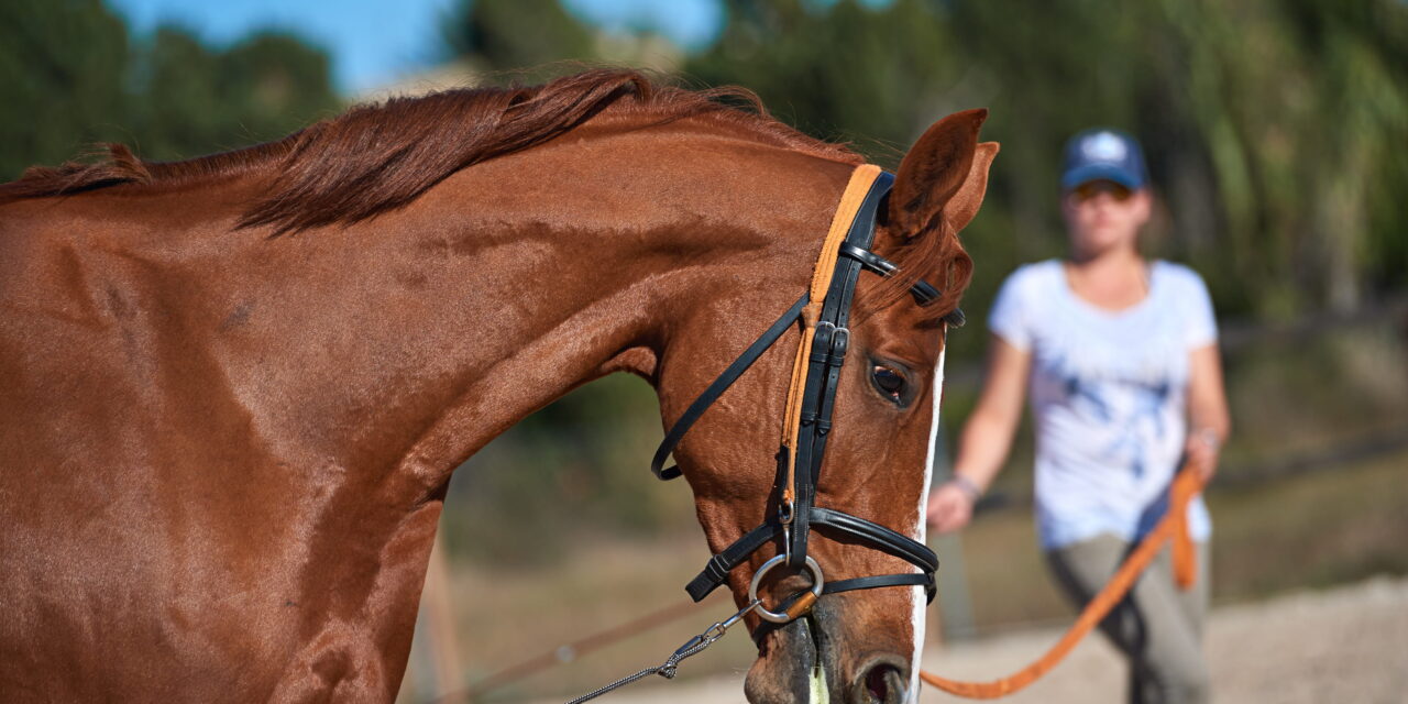 Der Halsverlängerer (Elastik-Ausbinder): Die umstrittenen Gummizüge