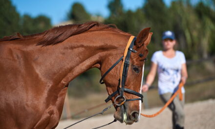 Der Halsverlängerer (Elastik-Ausbinder): Die umstrittenen Gummizüge