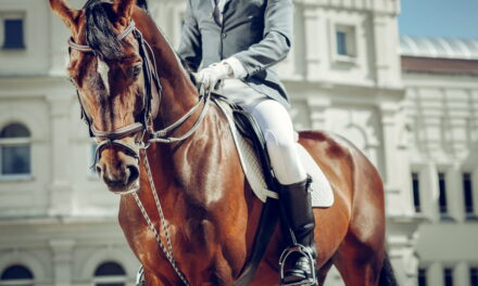 Schlaufzügel: Das Flaschenzugprinzip in der Hand des Profis