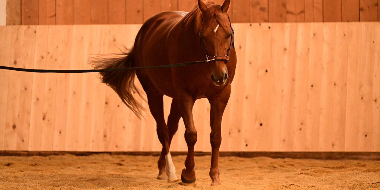 Alternativen zum Hilfszügel: Kappzaum und Dual-Longe