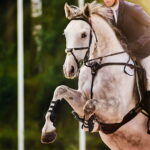 Das Martingal: Sicherheit für Pferd und Reiter