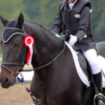 Der Stoßzügel: Wirkung, Einsatz und Kritik