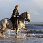 Thiedemannzügel (Köhlerzügel): Der Kompromiss