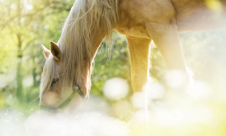 Pferd mit Sonnenglitzern