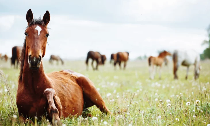 Schwefelmangel, Pferd liegt im Gras mit Fellproblemen