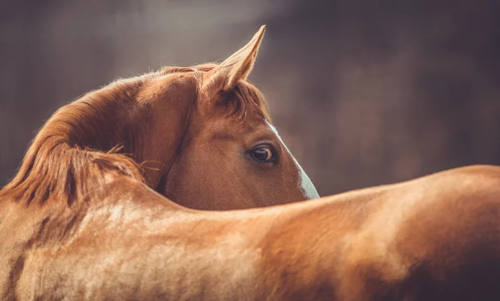 Pferd guckt nach hinten