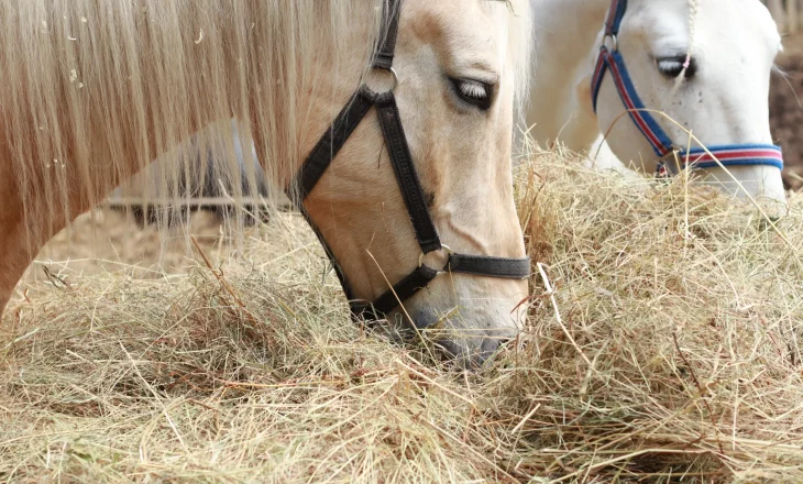 Paarden aan de hooiruif