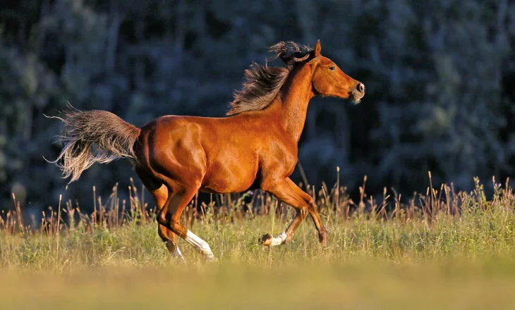Araber im Galopp auf der Weide
