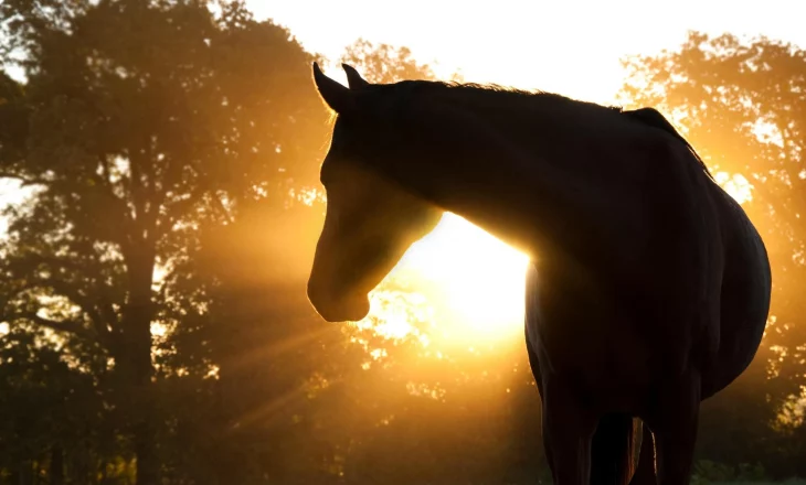 Pferd im Sonnenaufgang und Gegenlicht