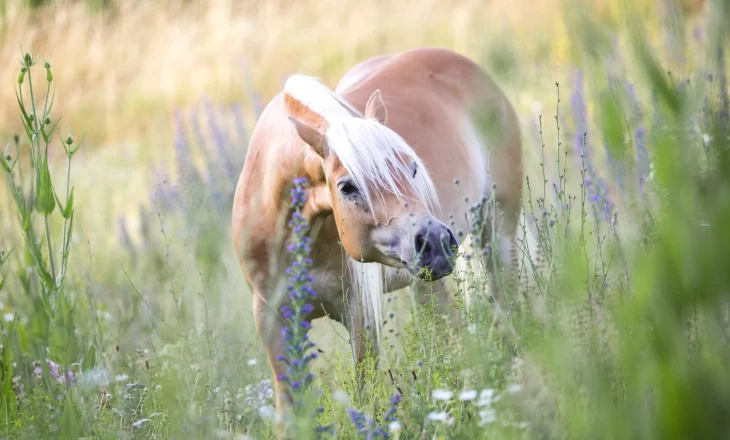 Pferd auf der Wiese