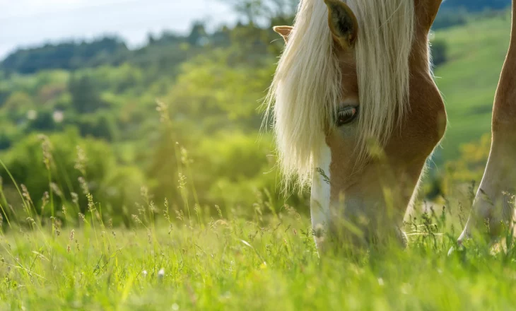 Grasender Haflinger auf der Wiese; Graswarzen