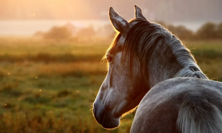 Pferd in der Herbstsonne