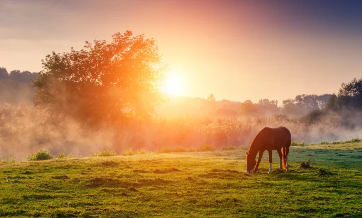 Grasendes Pferd auf der Herbstweide im Sonnenaufgang