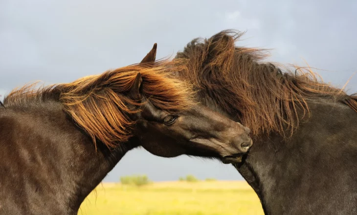 Zwei schwarze Islandponys betreiben Fellpflege