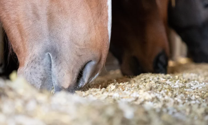 Paarden eten mineraalvoer