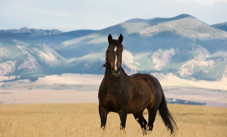 Mustang in der Steppe