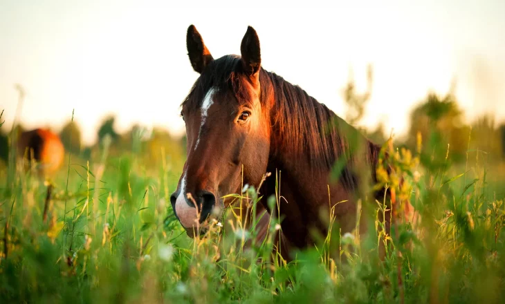Bruin paard in een weiland met bloemen