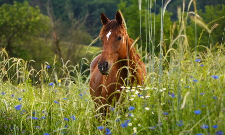 Braunes Pferd im Kornblumenfeld; Entgiftung und Entschlackung