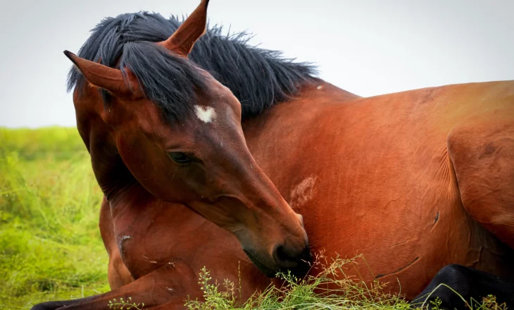 liegendes Pferd