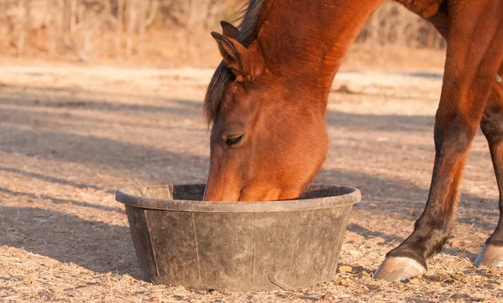 Pferd frisst aus einem Eimer