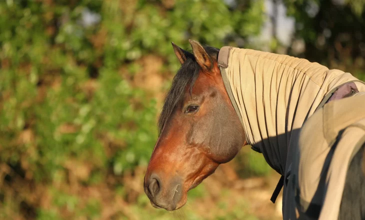 Pferd mit Ekzemerdecke