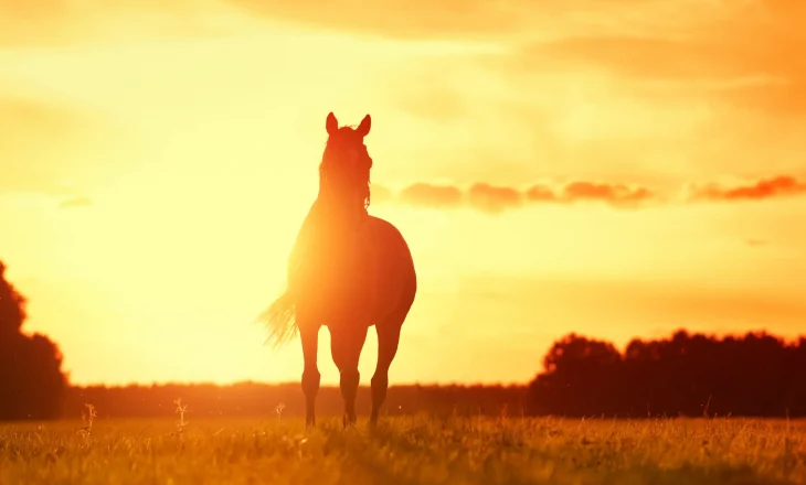 Pferd im Sonnenuntergang