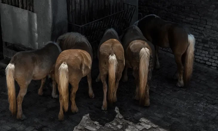 5 Pferde von hinten
