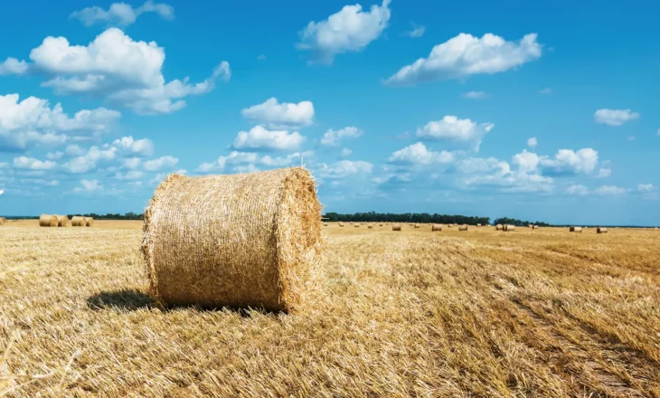 Strohfeld mit Rundballen unter blauem Himmel