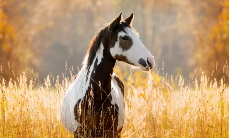 Paint horse im Herbst