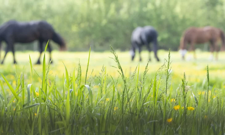 Drei Pferde auf der Sommerweide