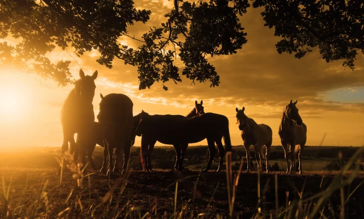 Pferde im Sonnenuntergang; Mineralversorgung