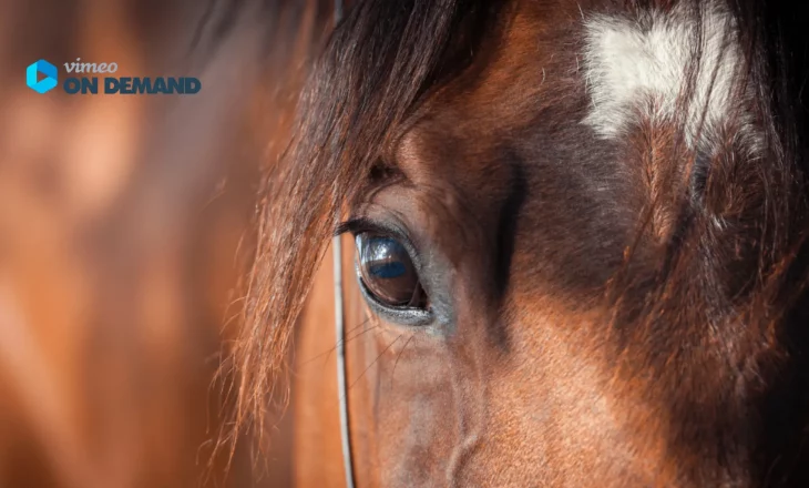 Close up Pferd. Vimeo On Demand