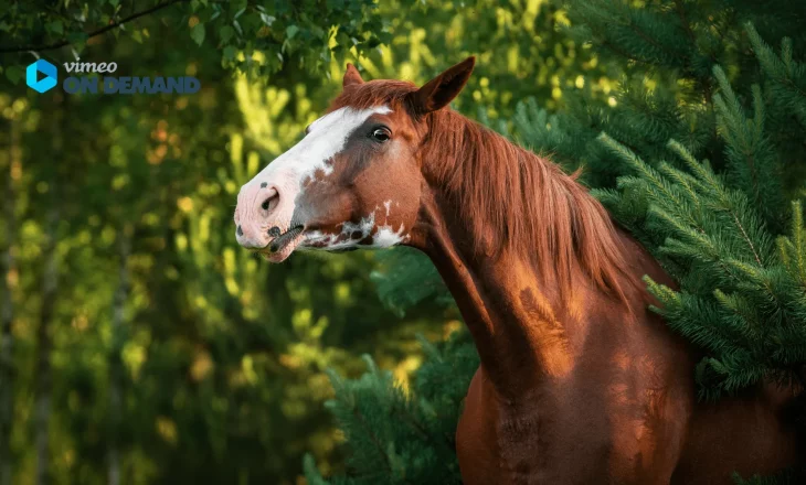 Titelbild Fragerunde Sommerekzem für Webseite