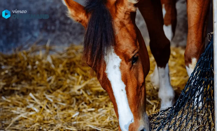 Dösendes Pferd