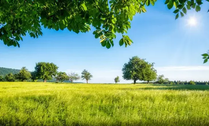 Groen weiland voor paarden met verschillende bomen