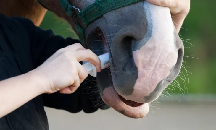 Wurmkur bei einem Pferd