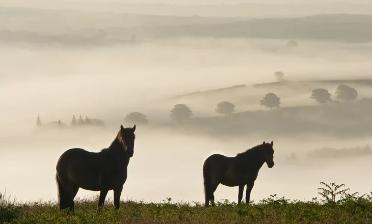 Zwei Ponys auf einer Weide im Nebel